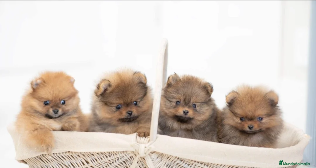 Pomerania perros en venta: ‼️‼️POMERANIAS AMERICANOS TAMAÑO TOY - Anuncio 3
