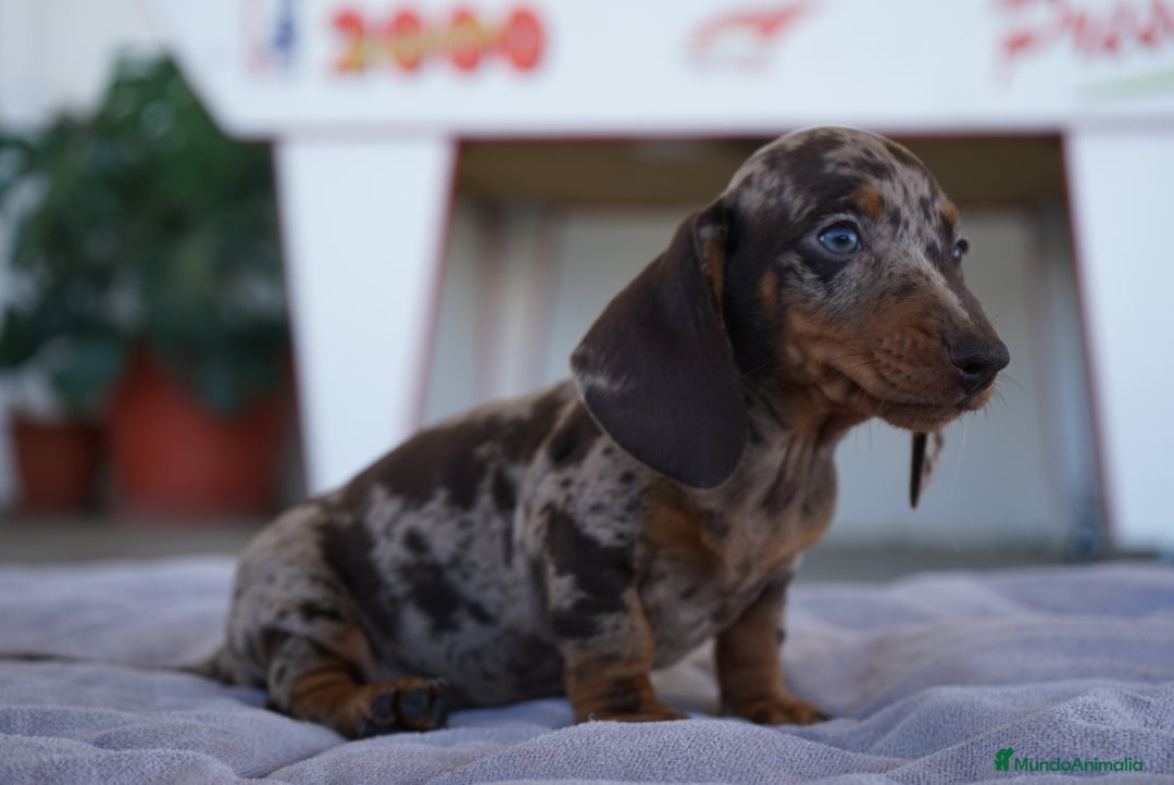 Teckel perros en venta: 🐾 Teckel miniatura – Curry Merlé chocolate 🍫 - Imagen 9