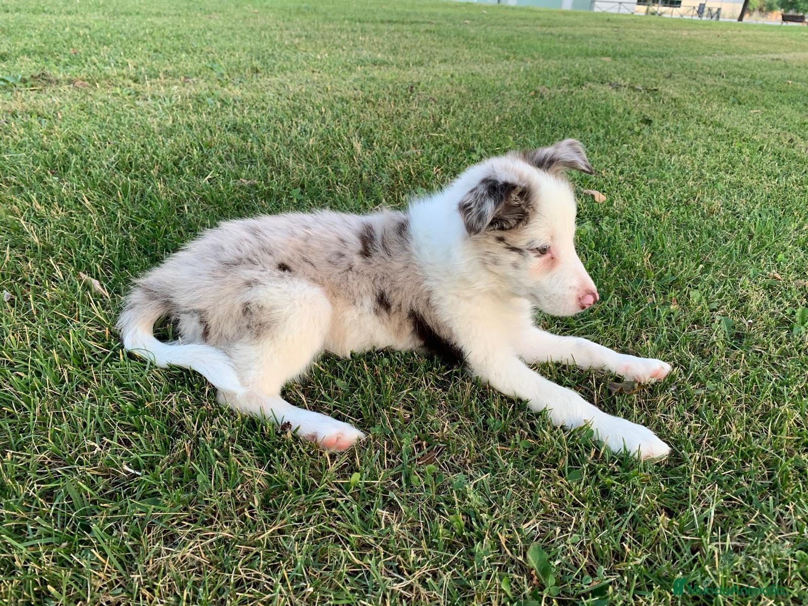 Border Collie perros Cachorra de border collie línea de belleza  - Anuncio 1