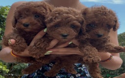 Caniche Toy perros en venta: Caniche toy rojo  - Imagen 1