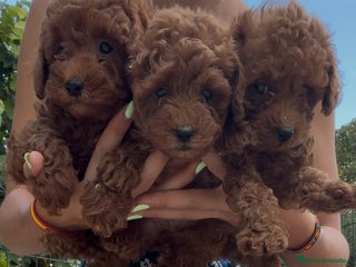 Caniche Toy perros - Anuncio 11