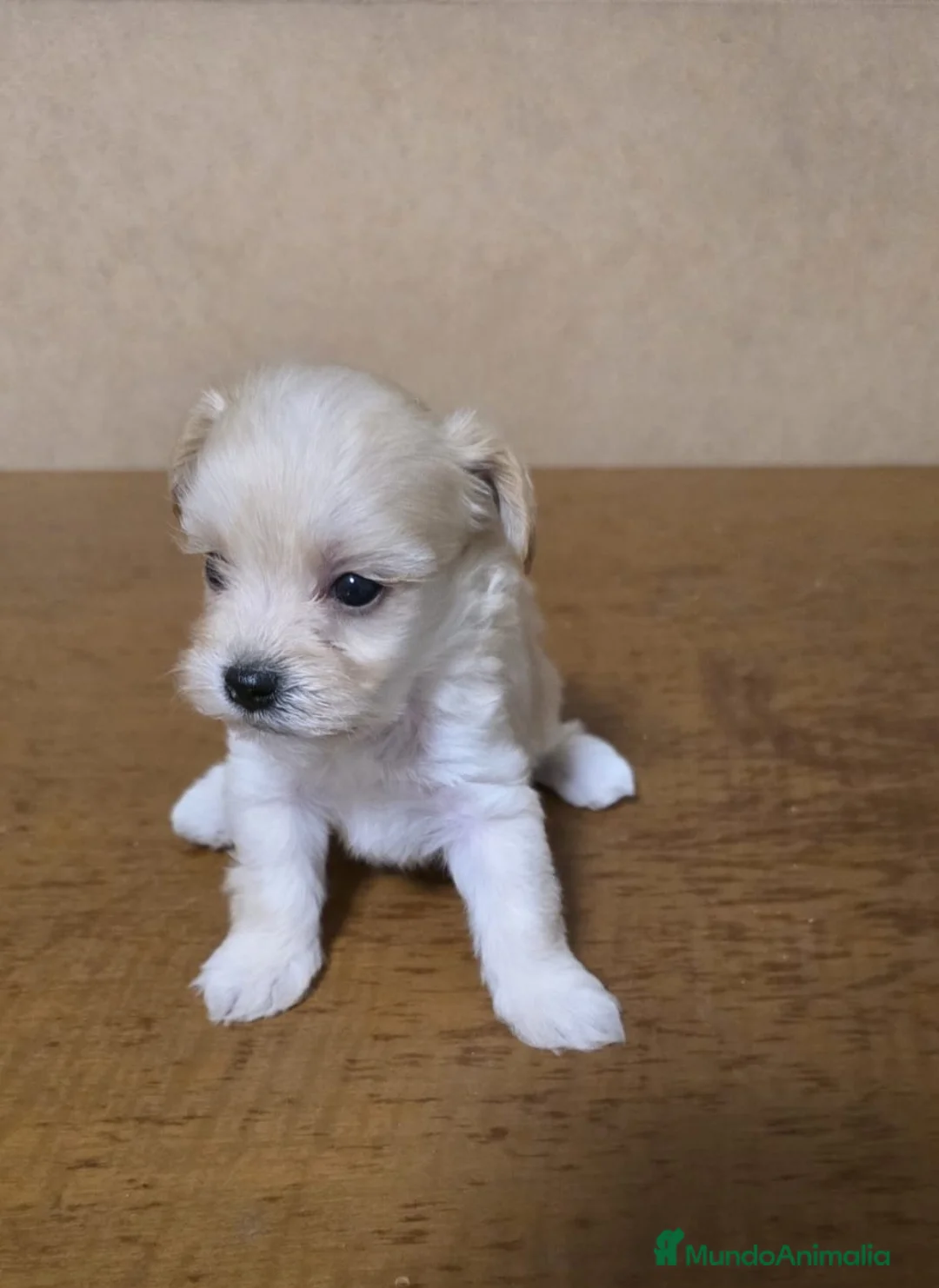 Maltipoo perros en venta: Maltipoo  - Anuncio 1