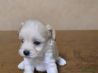 Maltipoo perros Maltipoo - Anuncio 2