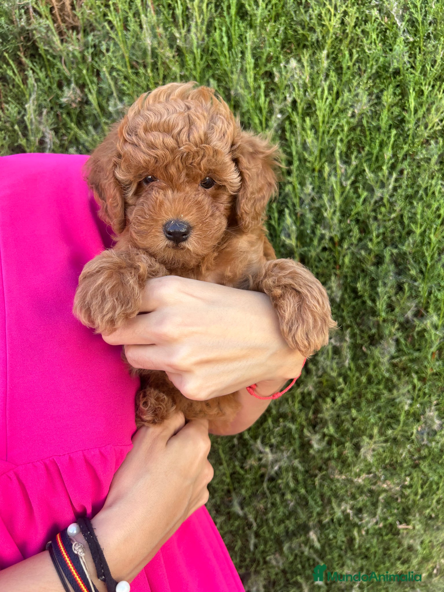 Raza Mixta perros caniche  - Anuncio 1