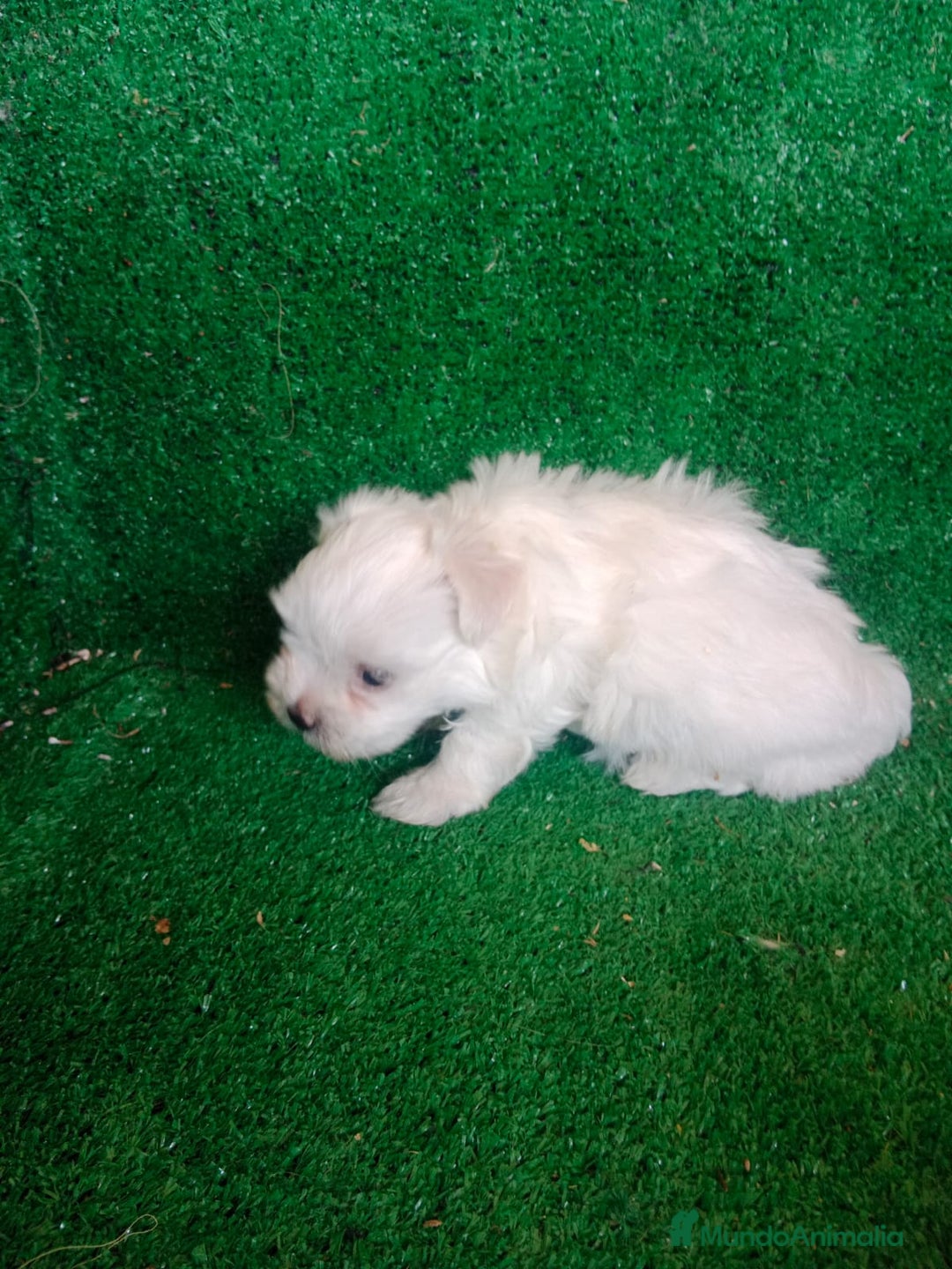 Bichón Maltés perros en venta: Hembritas Bichon Maltes  - Imagen 5