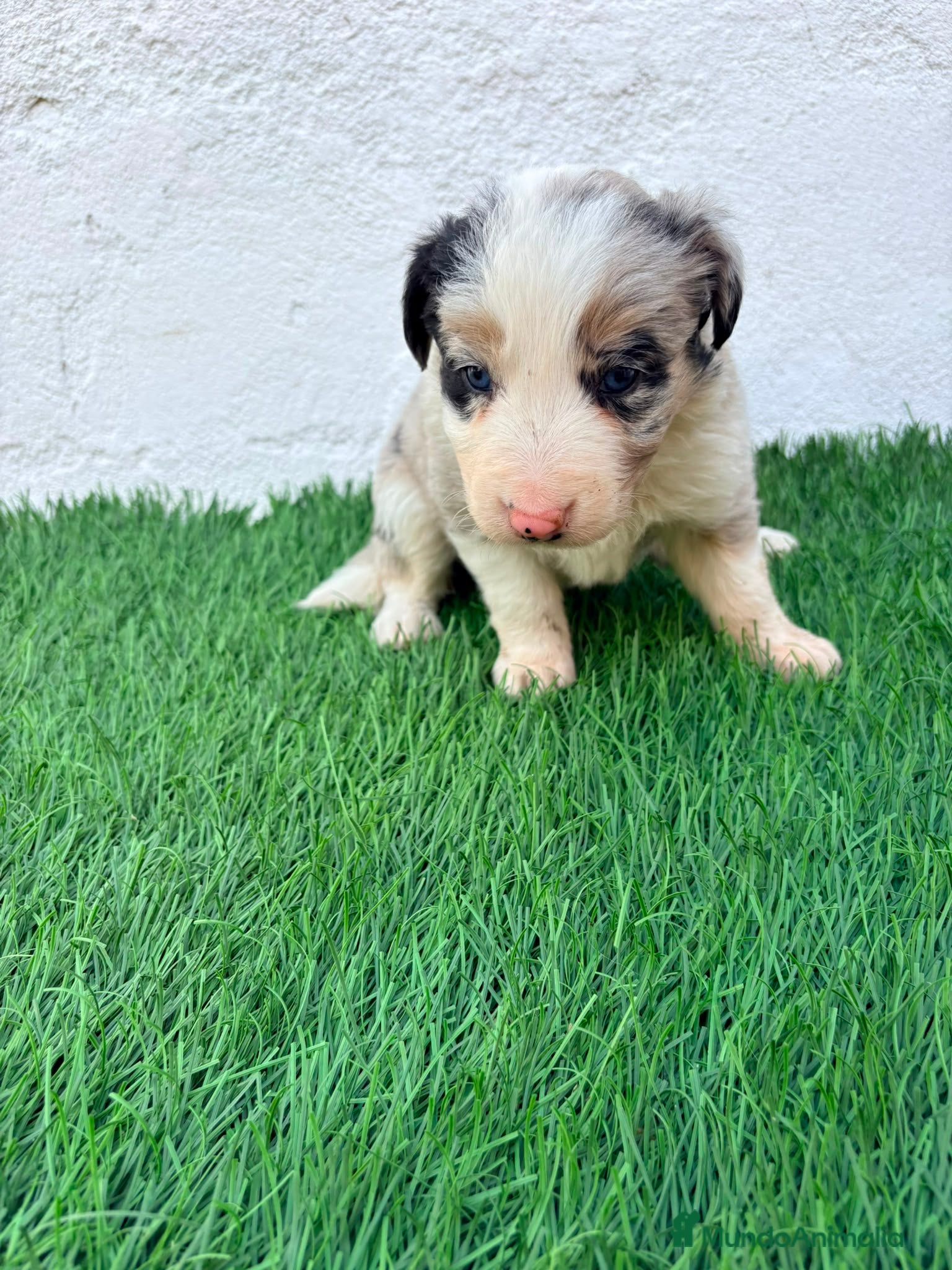 Border Collie perros Border Collie tricolor merle blue chocolate - Anuncio 3