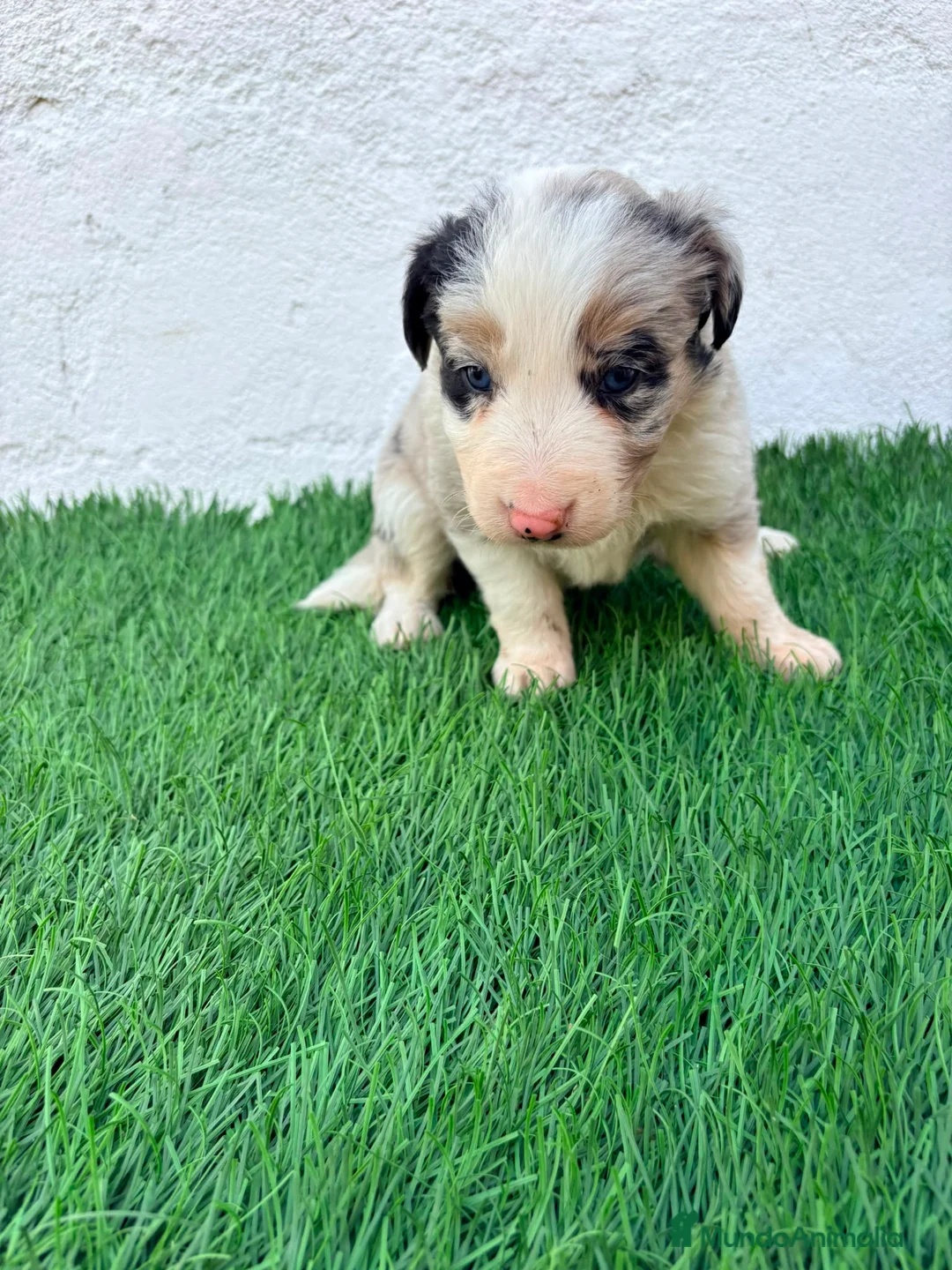Border Collie perros en venta: Border Collie tricolor merle blue chocolate - Anuncio 1