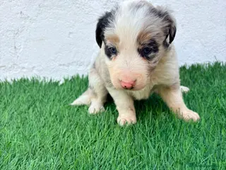 Border Collie perros Border Collie tricolor merle blue chocolate - Anuncio 6