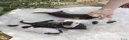 Perro de Agua Español perros en venta: Perro de agua  - Anuncio 3