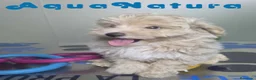 Maltipoo perros en venta: Maltipoo Hembra Apricot - Anuncio 4