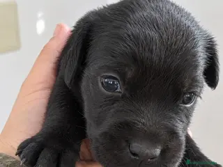 Cane Corso perros CANE CORSO - Anuncio 1