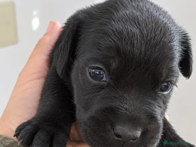 Cane Corso perros en venta: CANE CORSO - Anuncio 1