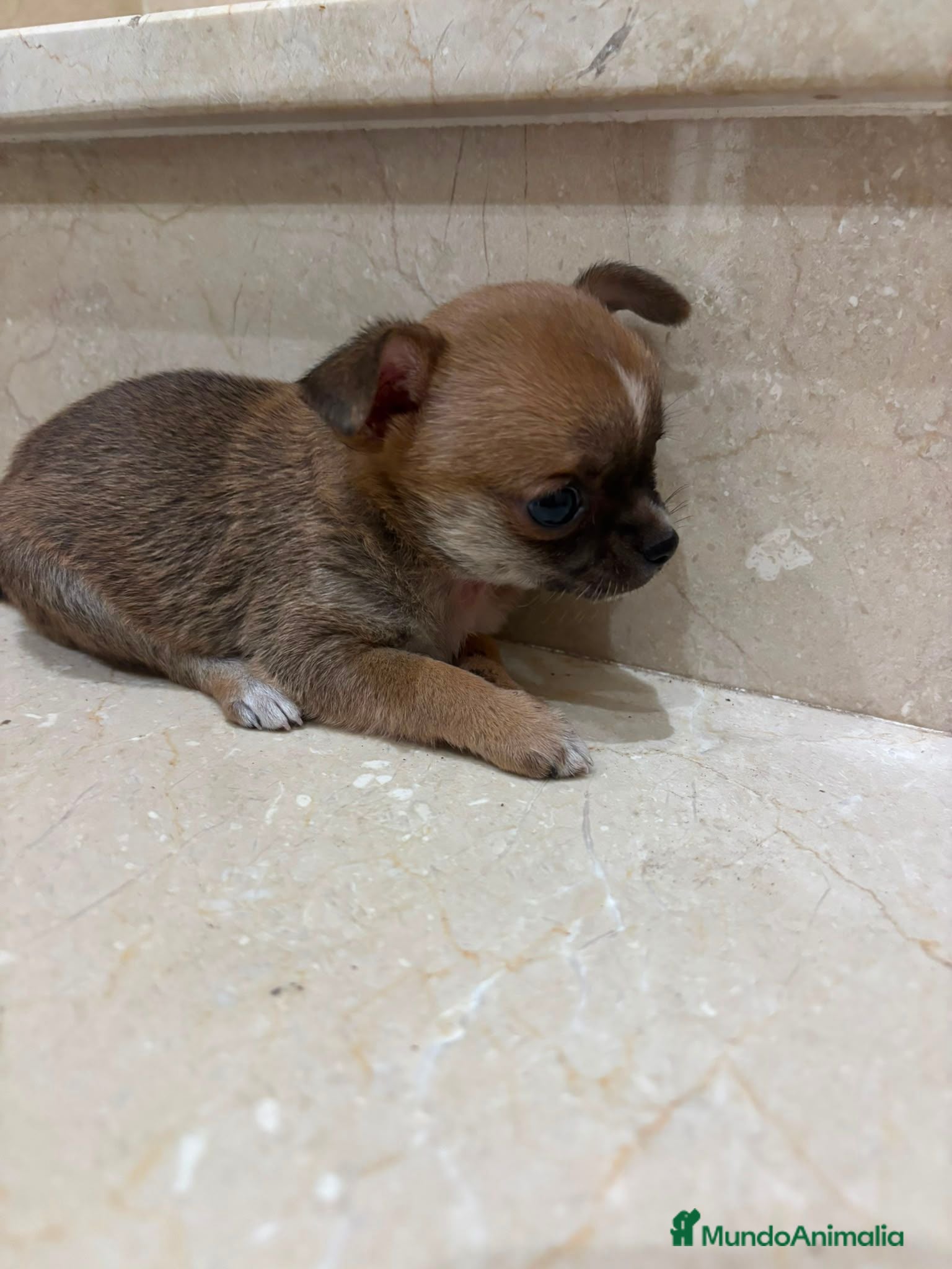 Chihuahua perros Chihuahua toy  - Anuncio 2