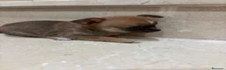 Chihuahua perros en venta: Chihuahua toy  - Anuncio 1