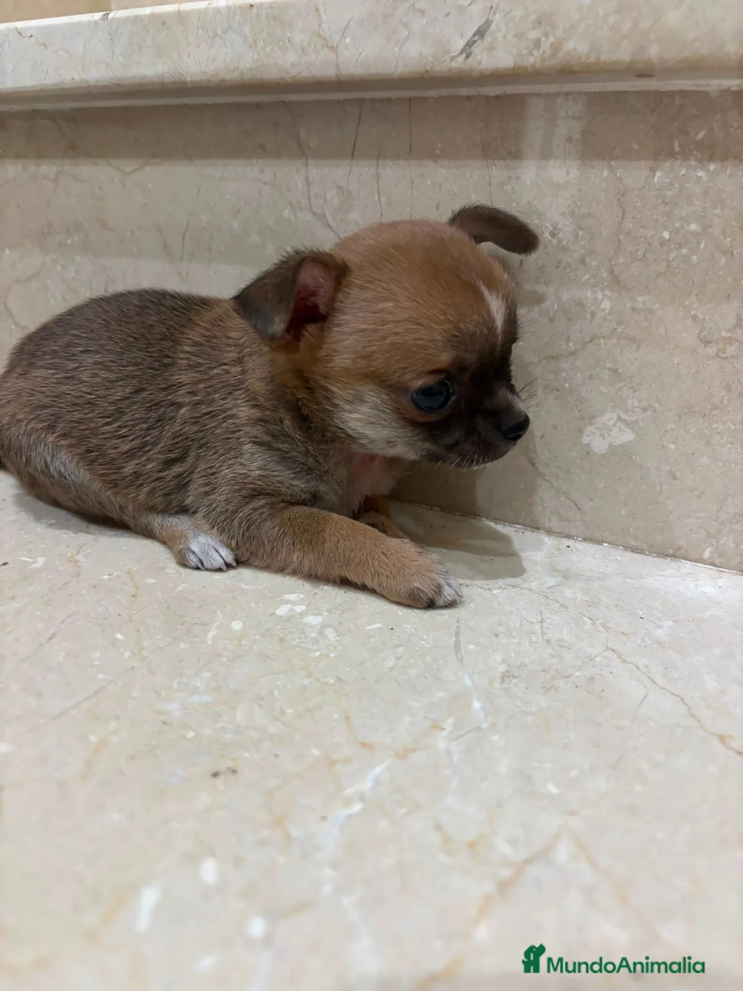 Chihuahua perros en venta: Chihuahua toy  - Anuncio 1