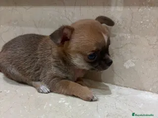 Chihuahua perros Chihuahua toy - Anuncio 2