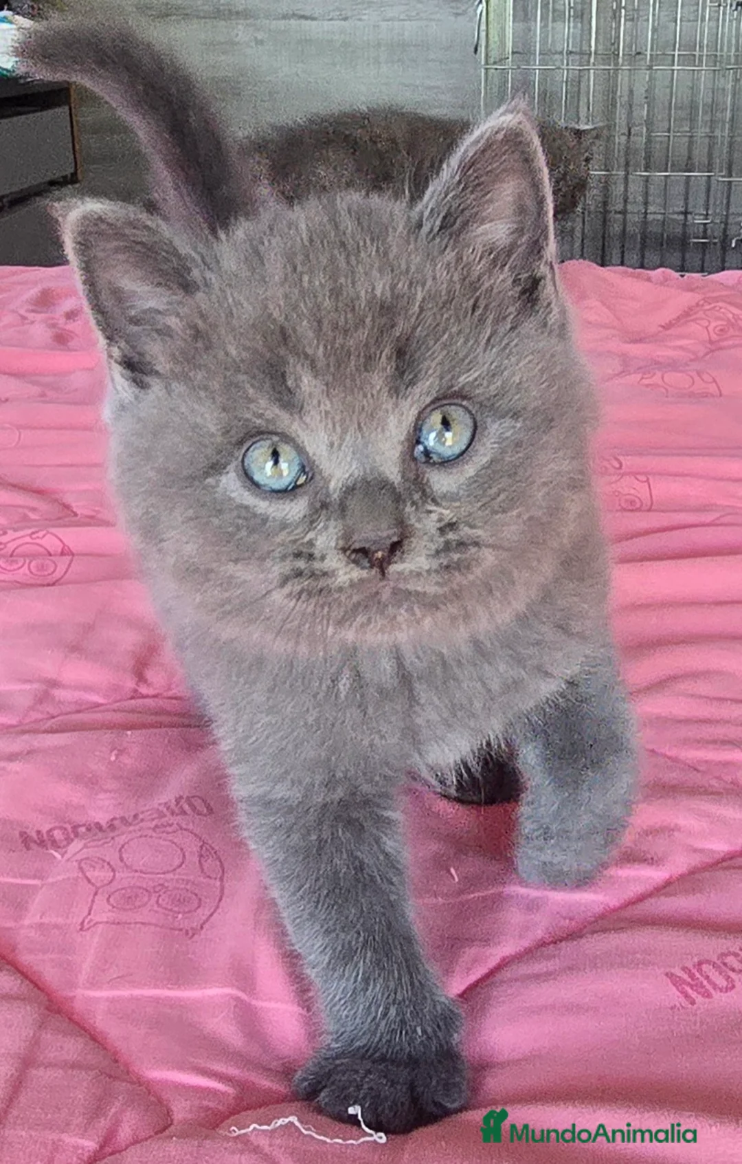Británico de Pelo Corto Azul gatos en venta: Gatcot.com - Anuncio 2