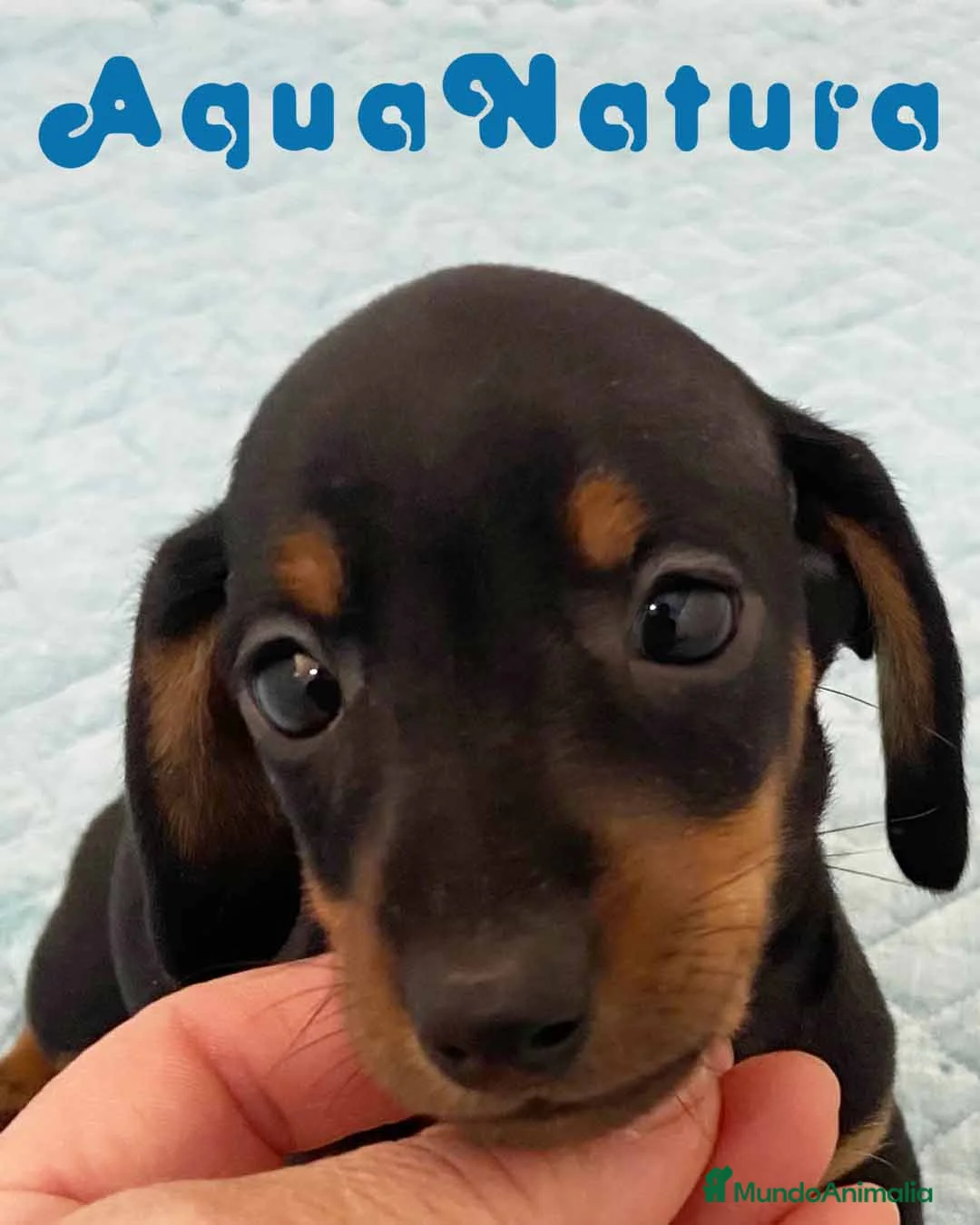 Teckel perros en venta: Teckel Macho de Tria y Tilo - AQUANATURA en Barcelona - Anuncio 2