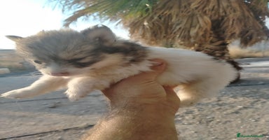Pomsky perros - Anuncio 14