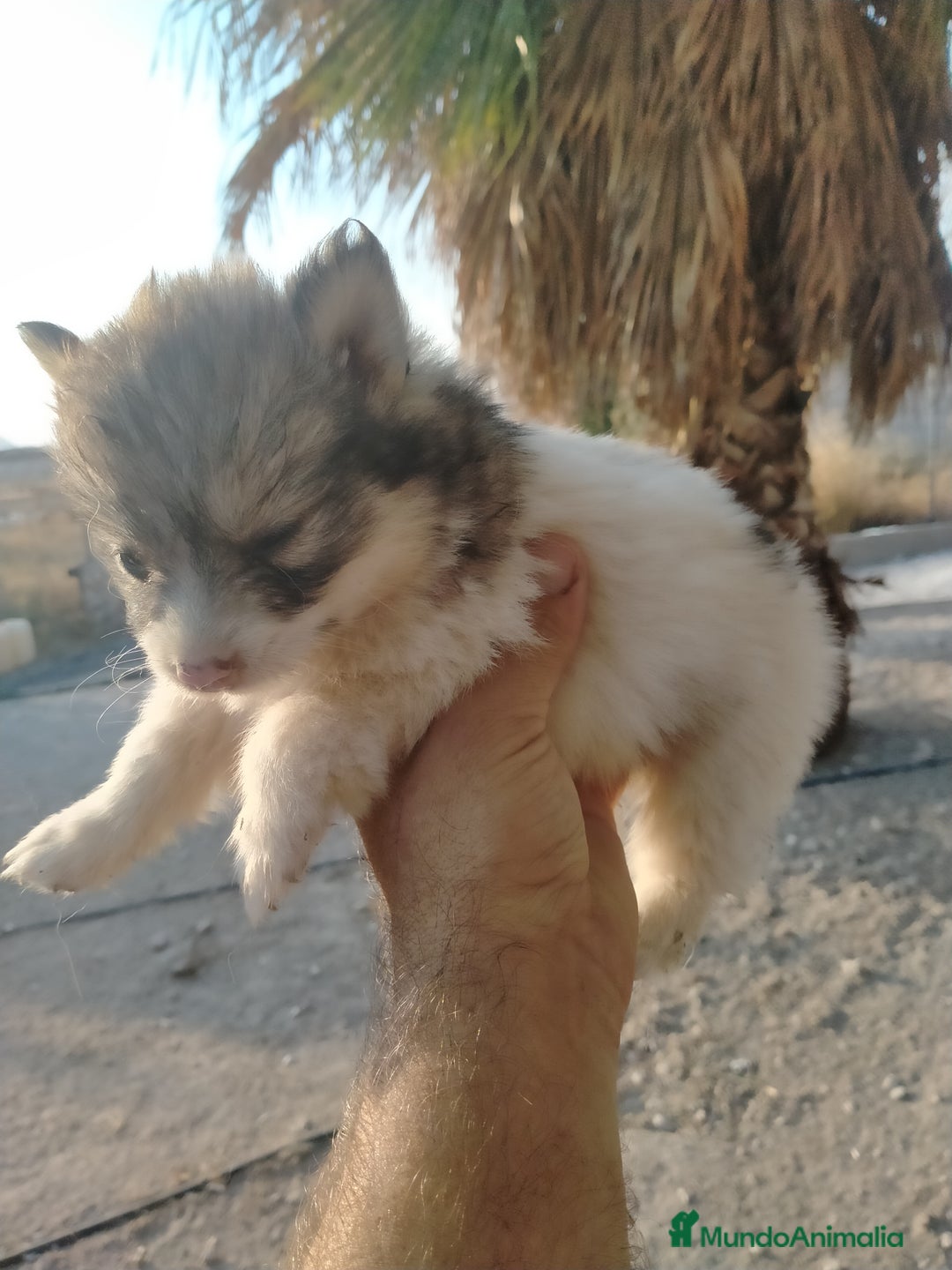 Pomsky perros en venta: Pomskys - Imagen 2