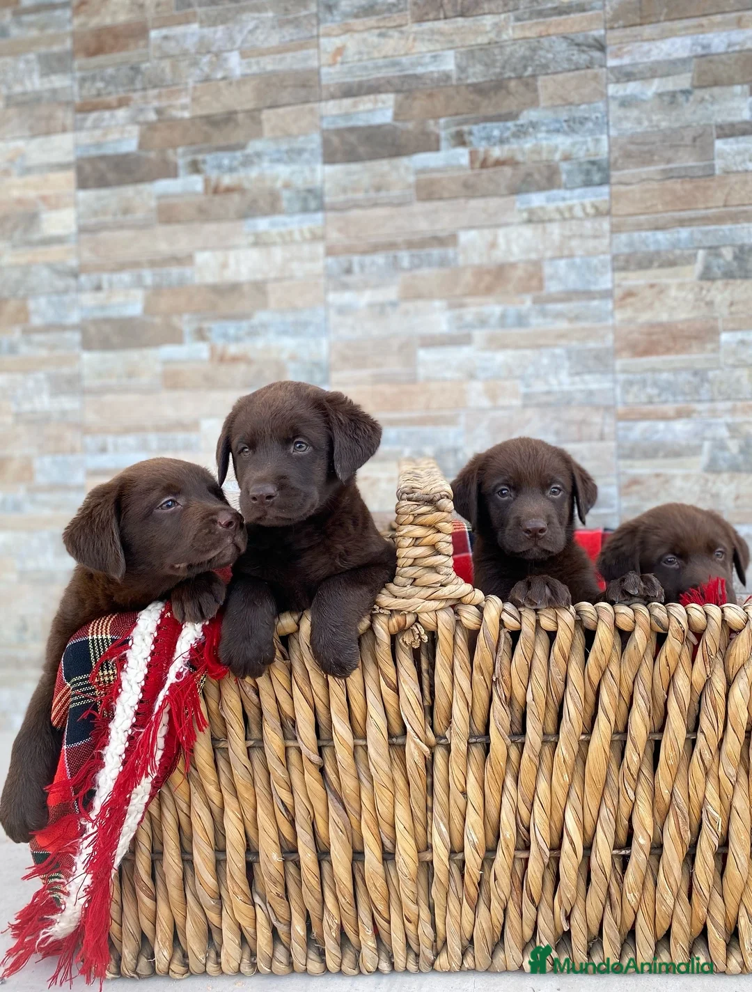 Imagen de galería {{count}}