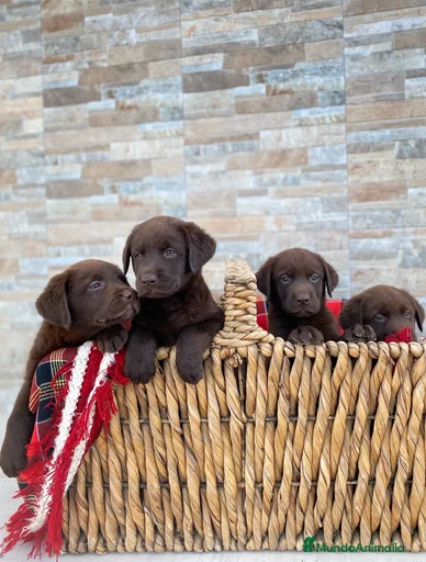 Imagen de galería {{count}}