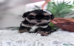 Raza Mixta perros en venta: YORKIPOO - Anuncio 10