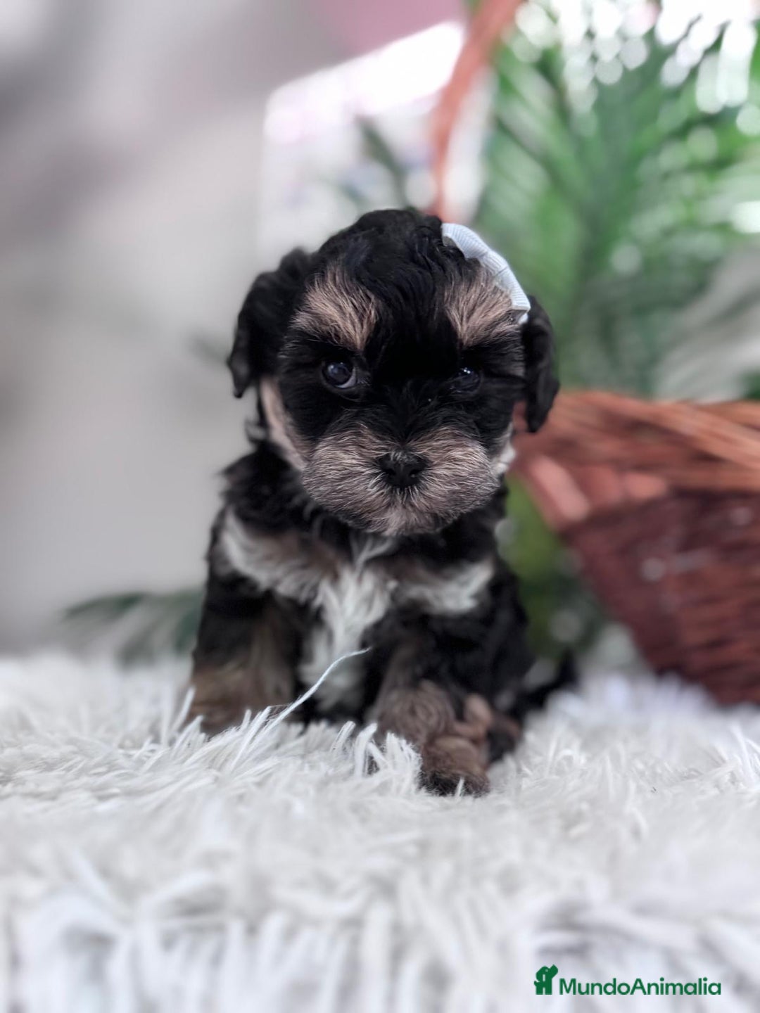 Raza Mixta perros en venta: YORKIPOO - Anuncio 10