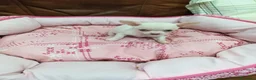 Chihuahua perros en venta: CHIHUAHUA TOY - Anuncio 4