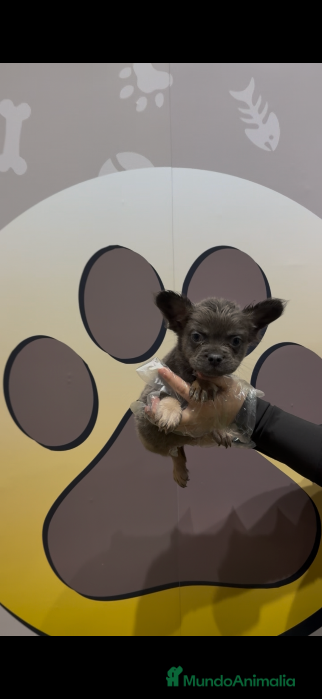 Bulldog Francés perros en venta: Bulldog francés fluffy - Anuncio 4