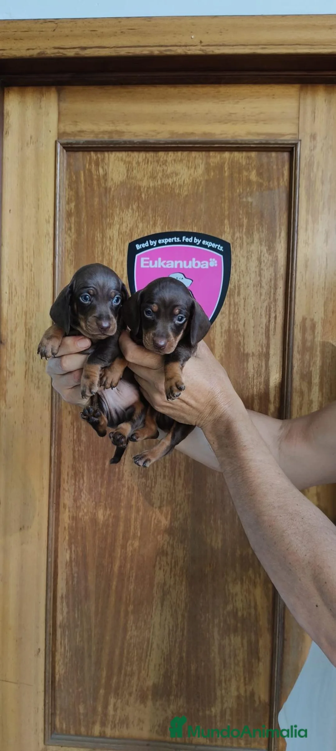 Teckel Miniatura perros en venta: Teckel miniatura  - Anuncio 8