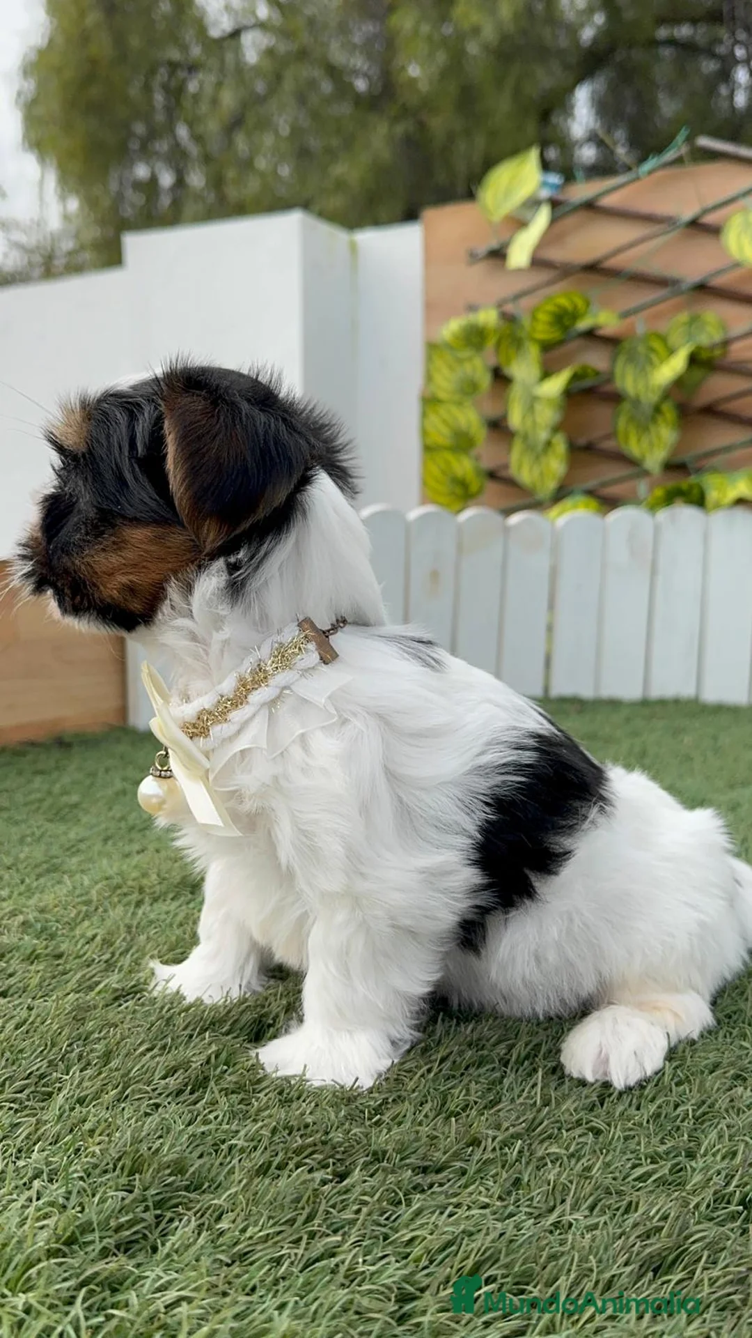 Yorkshire Terrier perros en venta: YORKSHIRE BIEWER - Anuncio 7