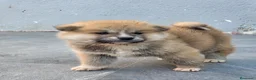 Akita Inu perros en venta: AKITA INU - Anuncio 6