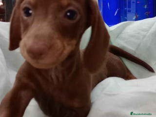 Teckel perros Teckel Macho de Kily y Tilo 7004 - AQUANATURA en Barcelona - Anuncio 36