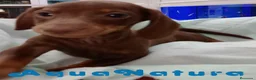 Teckel perros en venta: Teckel Macho de Kily y Tilo 7004 - AQUANATURA en Barcelona - Anuncio 1