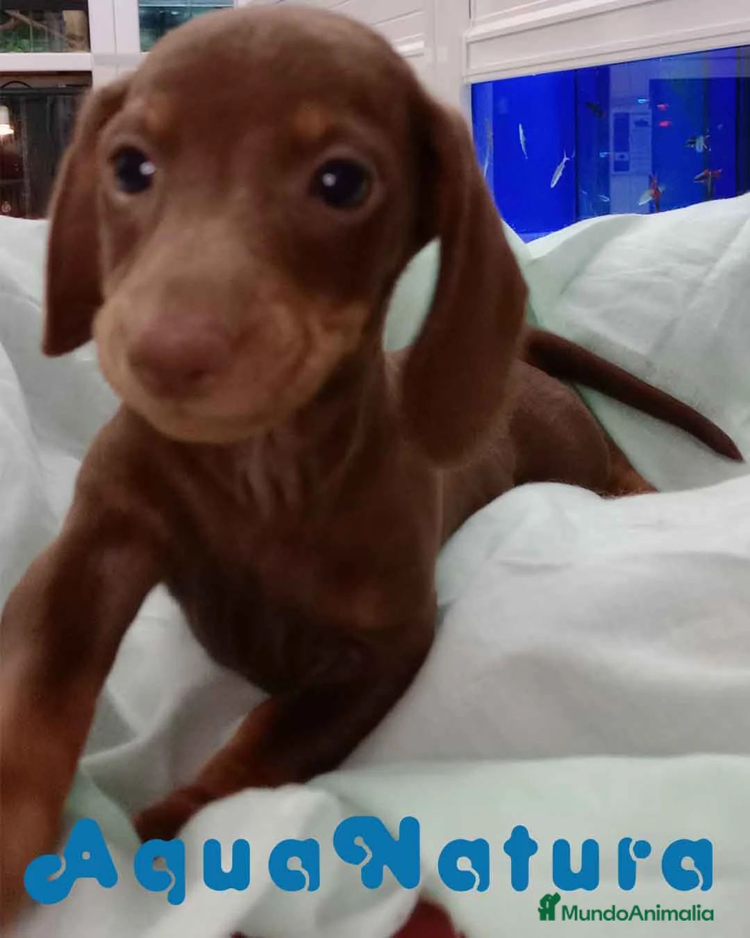 Teckel perros en venta: Teckel Macho de Kily y Tilo 7004 - AQUANATURA en Barcelona - Anuncio 1