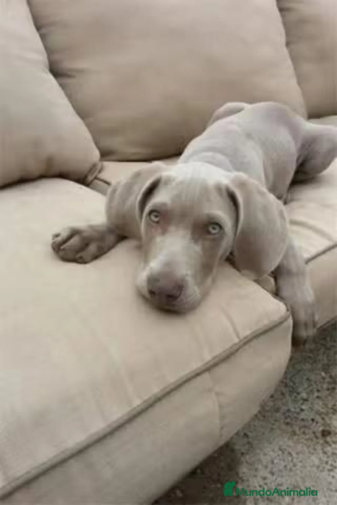 Weimaraner perros en venta: Macho Braco de Weimar 🩶🐾 - Anuncio 4