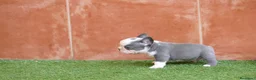 Bulldog Francés perros en venta: Cachorros de Bulldog Frances  - Anuncio 7