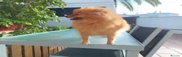 Pomerania perros en venta: Cachorros pomerania  - Anuncio 6