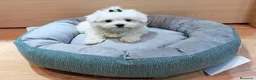 Bichón Maltés perros en venta: Bichón Maltés  - Anuncio 7