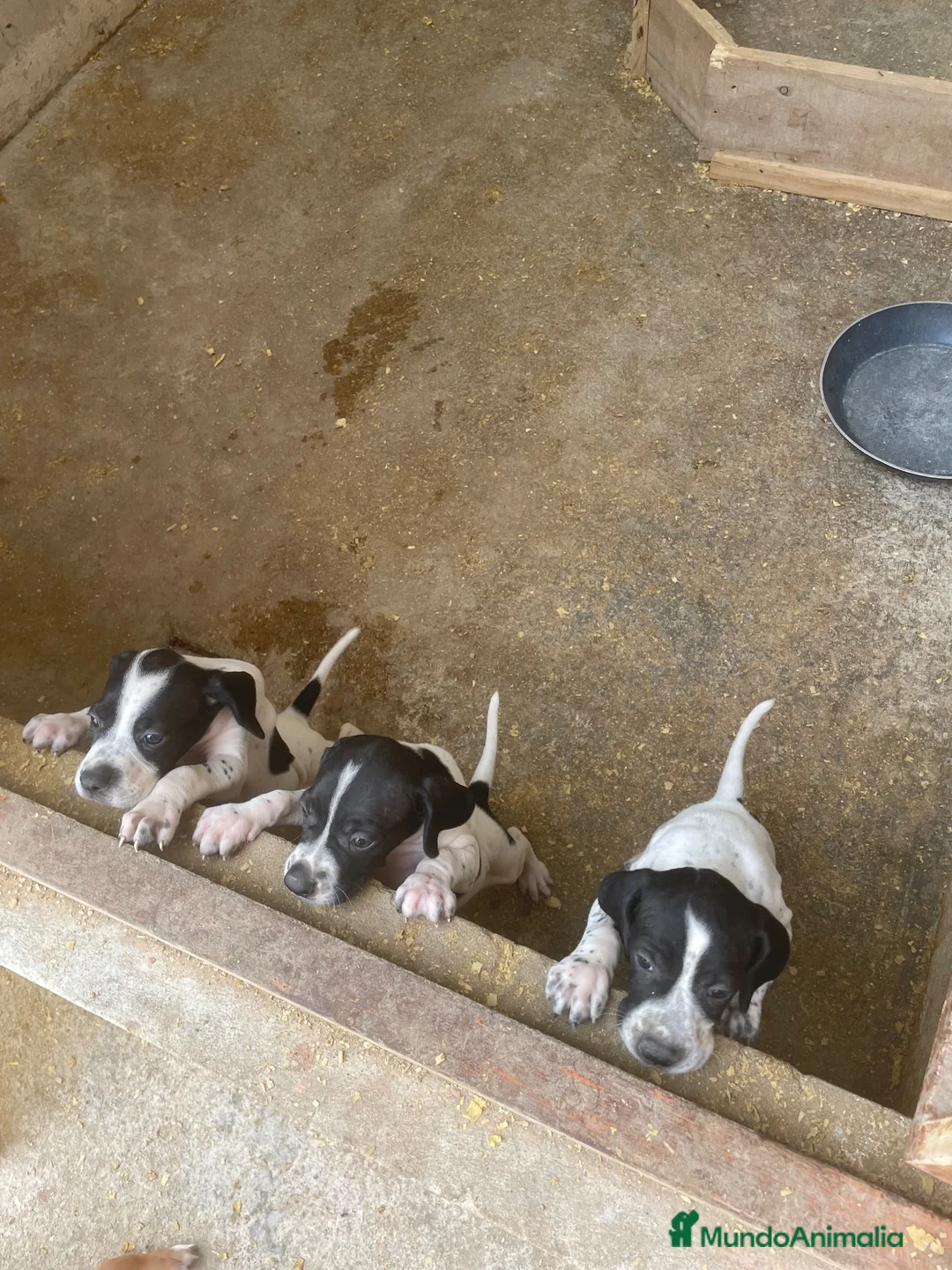 Pointer perros en venta: Impresionantes cachorros pointer  - Anuncio 2