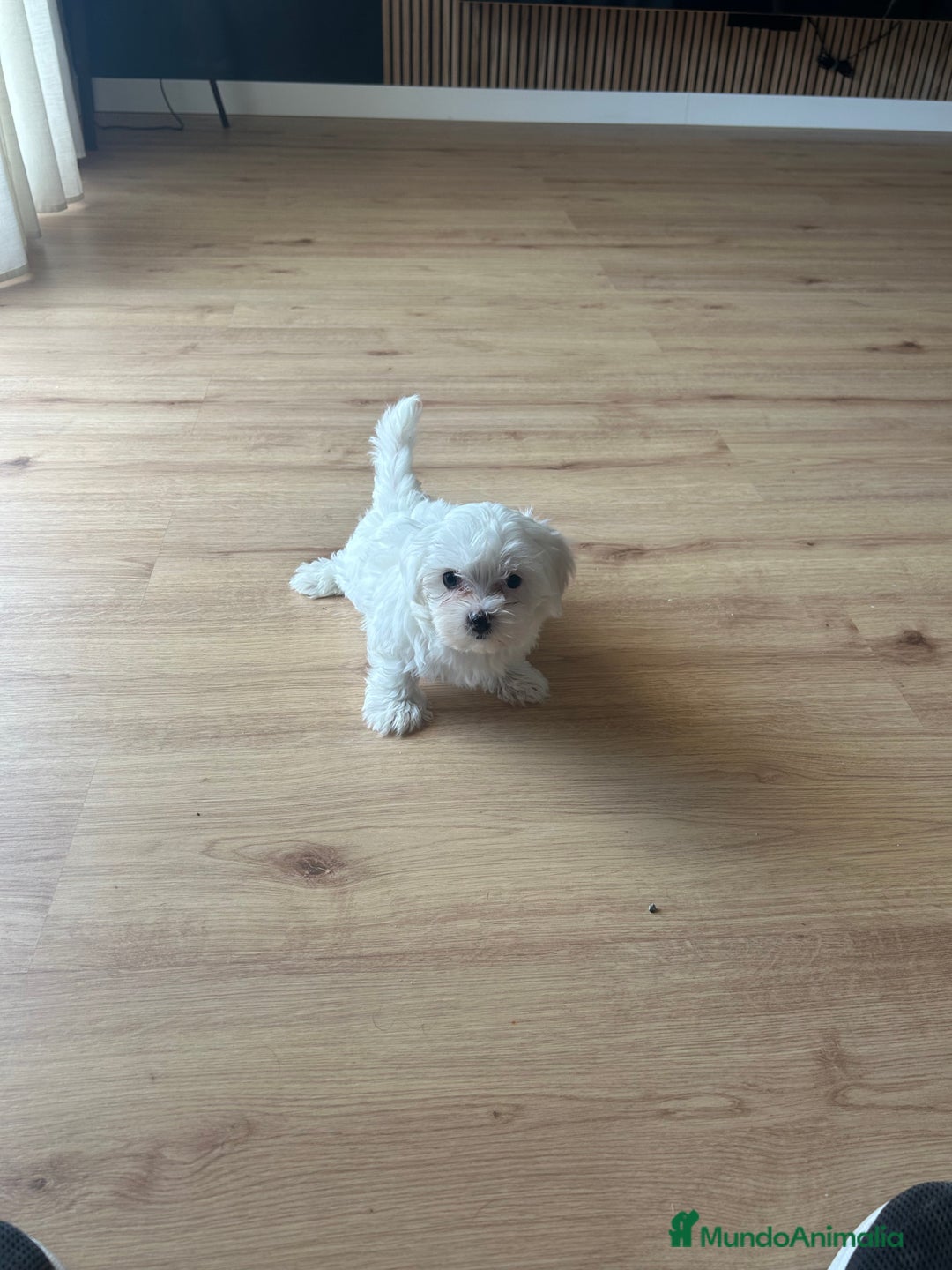 Maltipoo perros en venta: Maltipoo  - Imagen 1