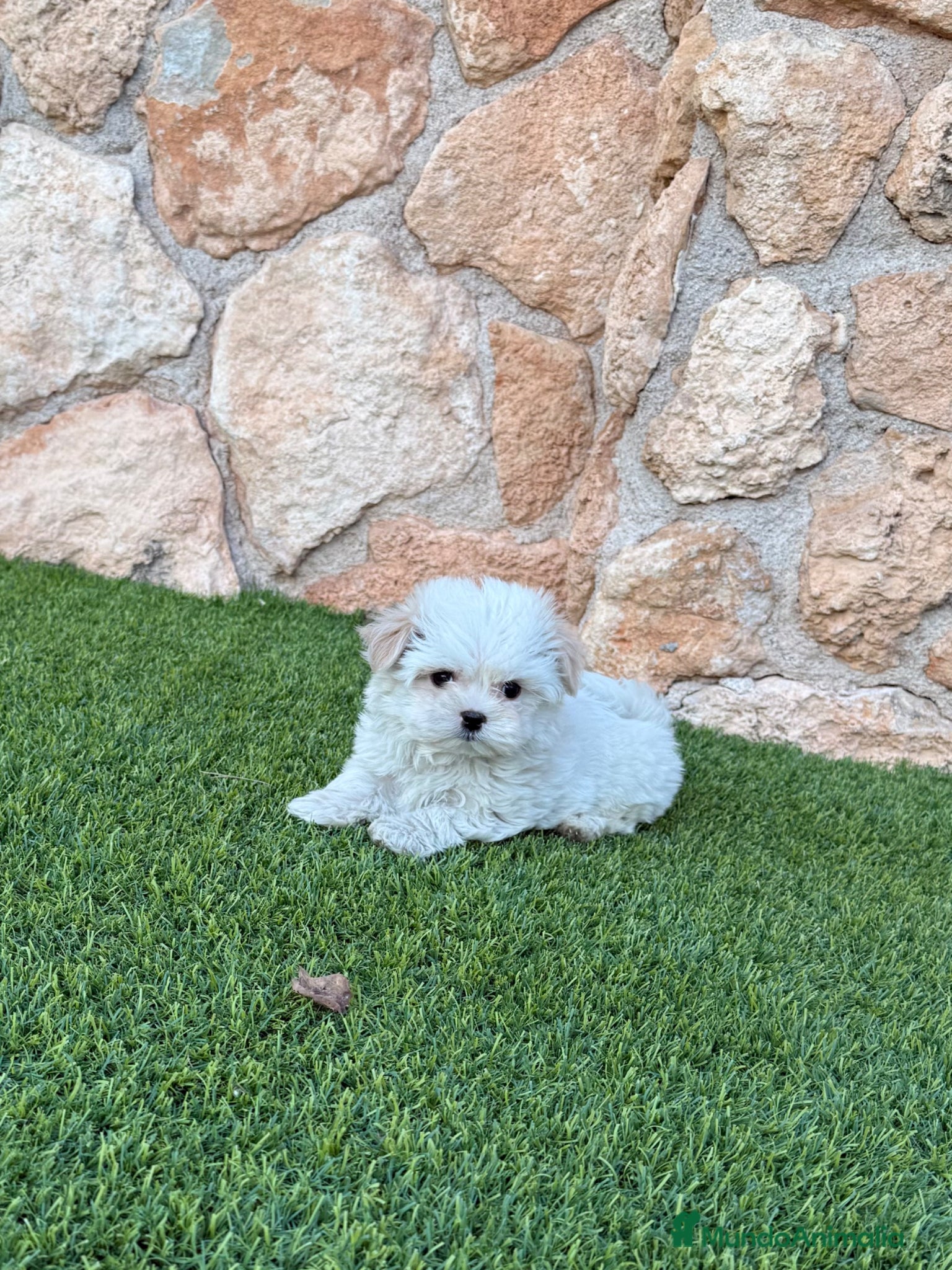 Bichón Maltés perros Excelente bichon maltes - Anuncio 1