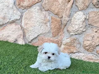 Bichón Maltés perros en venta: Excelente bichon maltes - Anuncio 3