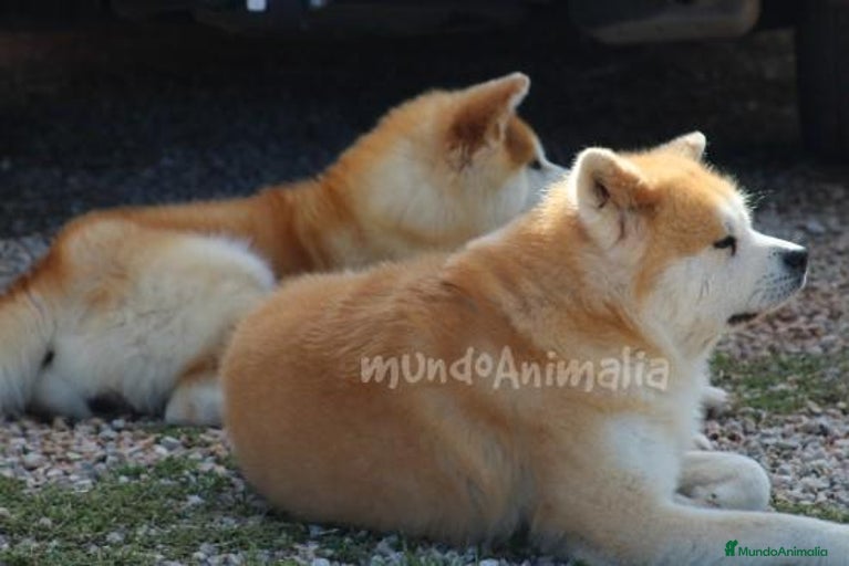 Imagen de galería {{count}}