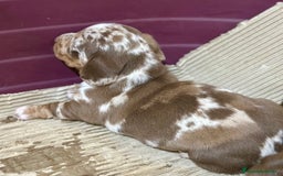 Teckel Miniatura perros en venta: CAMADA TECKEL MINIATURA - Imagen 4