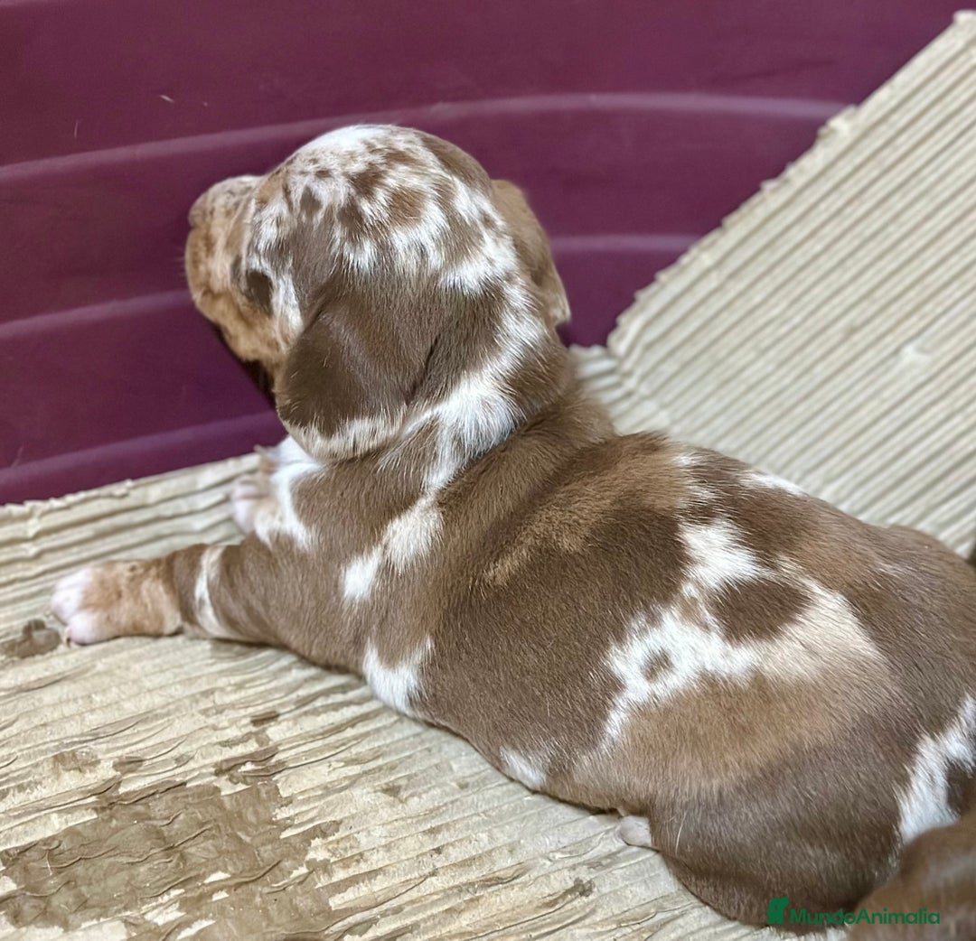 Teckel Miniatura perros en venta: CAMADA TECKEL MINIATURA - Imagen 4