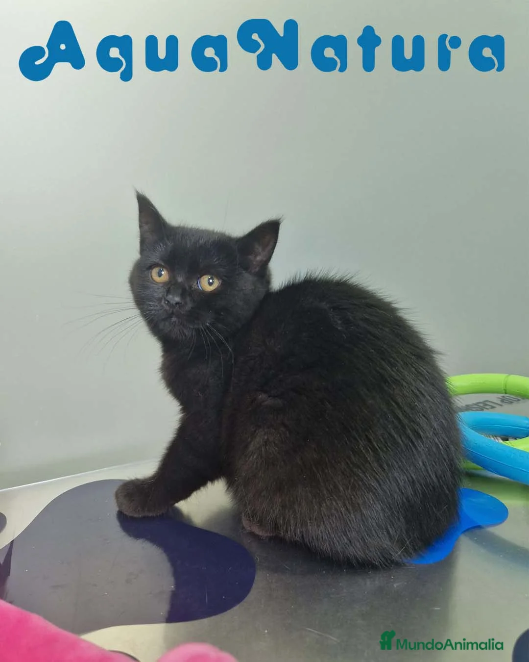 Británico de Pelo Corto gatos en venta: British Shorthair Hembra 1735 AQUANATURA - Anuncio 6