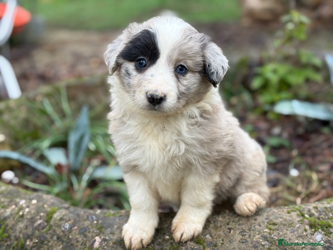 Border Collie perros en venta: 🐾 Preciosos Border Collie con pedigree 🐾 - Anuncio 11