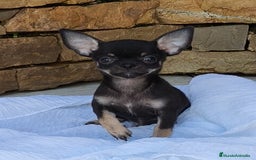 Chihuahua perros en venta: Chihuahua Toy hembra y macho  - Imagen 1